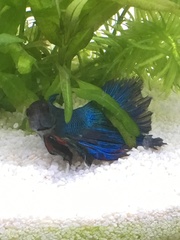 Betta
