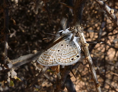 Azanus ubaldus