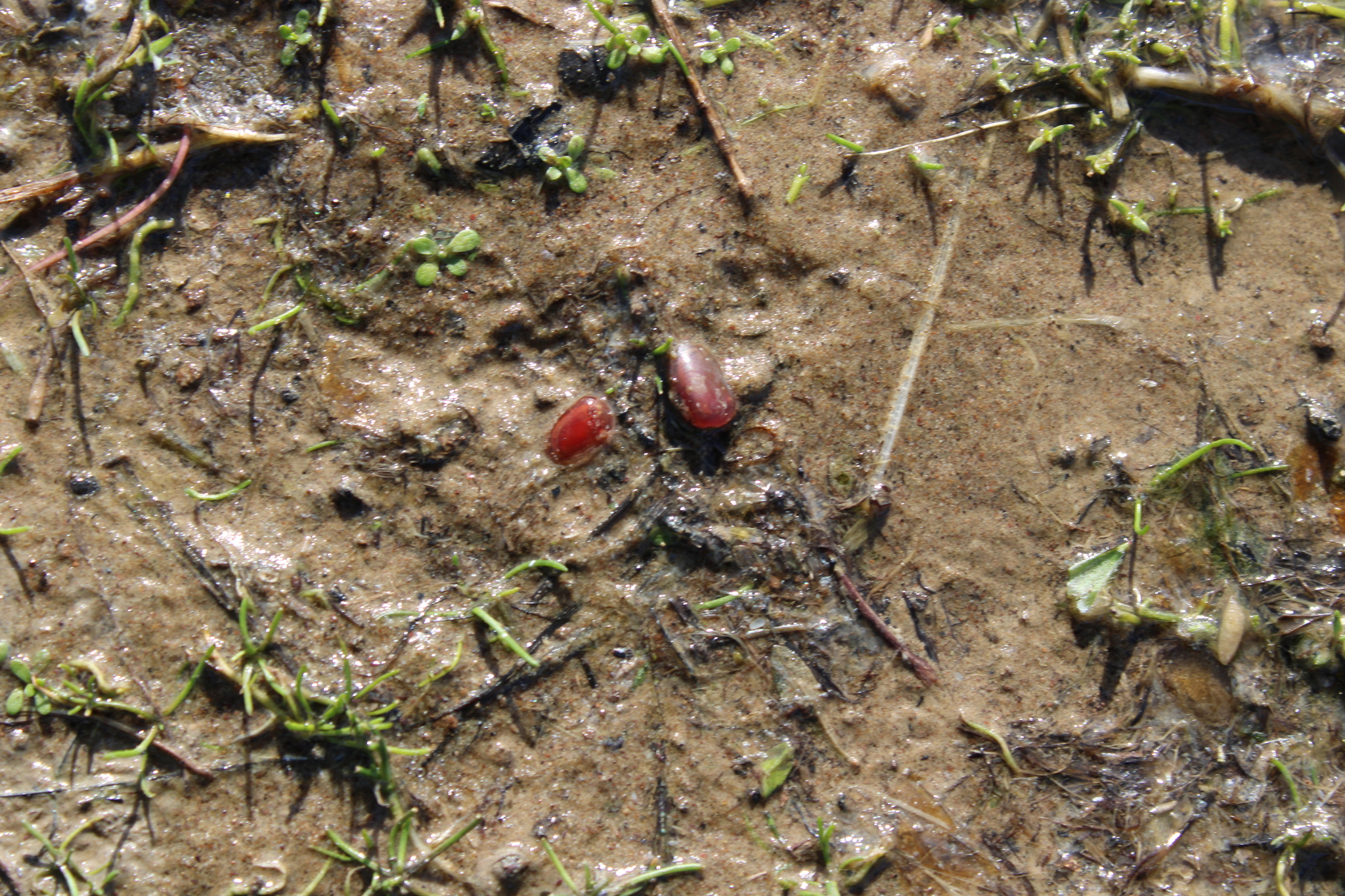 Cyzicus californicus (Packard, 1874)