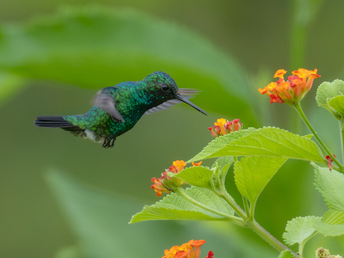 Blue-tailed Emerald