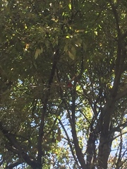 Piranga rubra