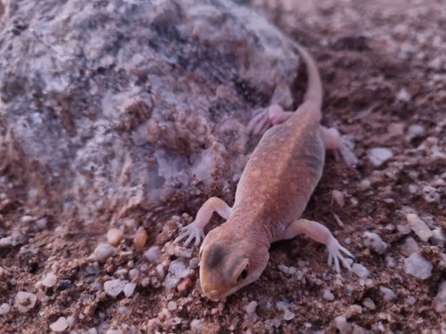 Koch’s barking gecko, Ptenopus kochi