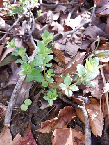 licorice bedstraw (Galium circaezans)