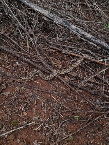 Caatinga Lancehead