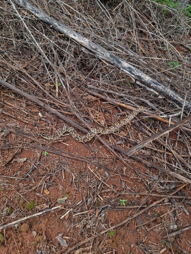 Caatinga Lancehead