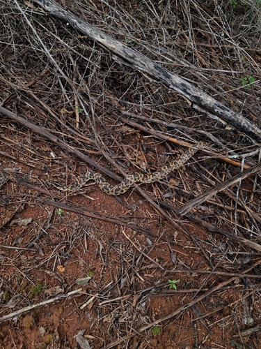 Caatinga Lancehead