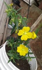 Ludwigia bonariensis