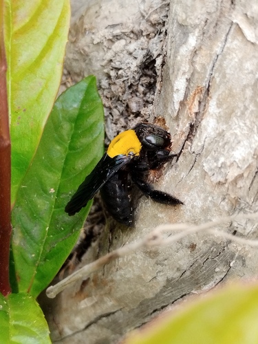 White-cheeked Carpenter