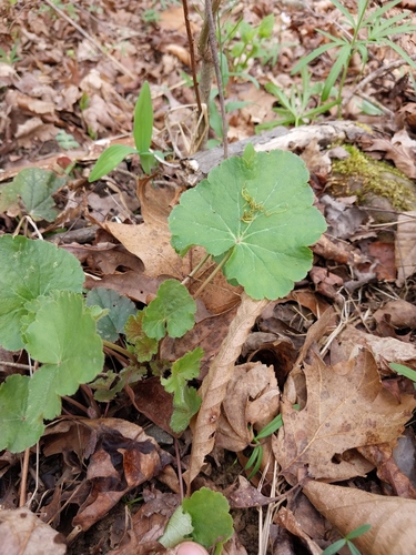 American Alumroot (Heuchera americana)
