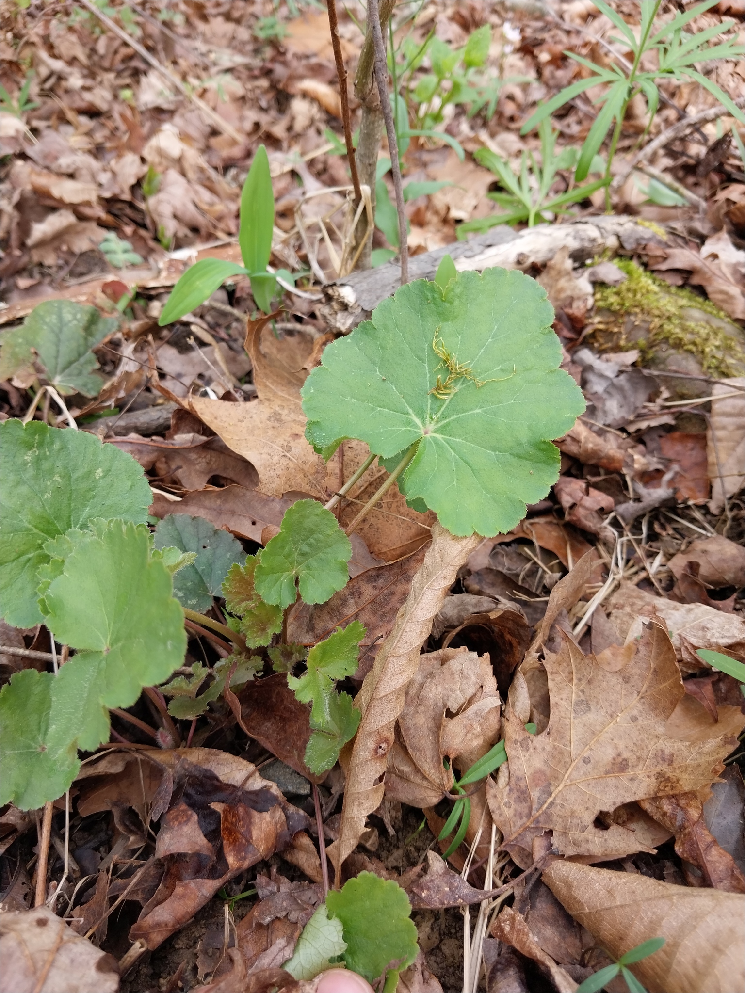 American Alumroot (Heuchera americana)