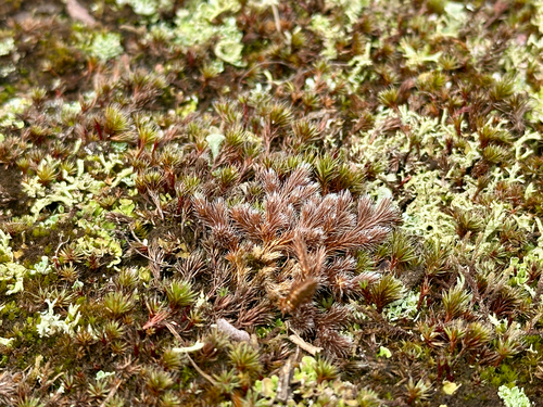 rock spikemoss (Selaginella rupestris)