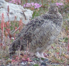 Lagopus muta hyperborea