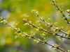 Chinese Hackberry - Photo no rights reserved, uploaded by 葉子