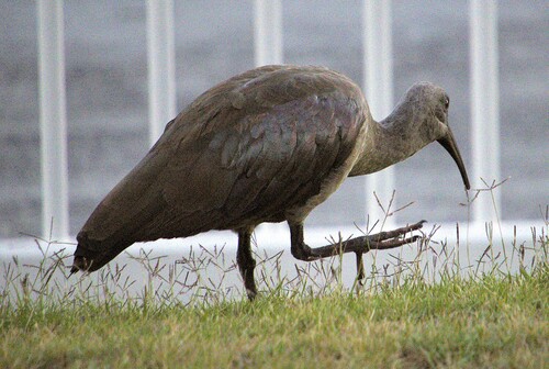 iNaturalist: (c) Nick Leggatt, some rights reserved (CC BY-NC), uploaded by Nick Leggatt iNaturalist image