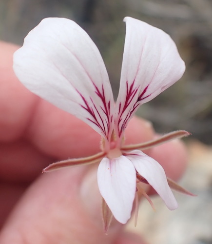 Parsley Storksbill (Pelargonium caucalifolium)