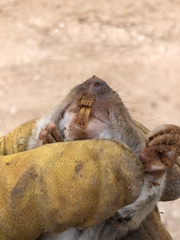 Geomys knoxjonesi