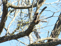 Dendrocoptes medius medius