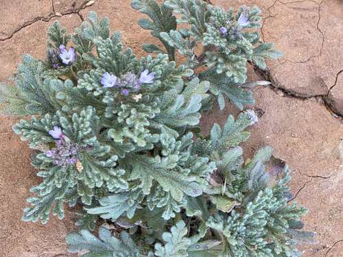 Procumbent Vervain