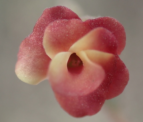 Blazing Dollsrose (Hermannia flammula)