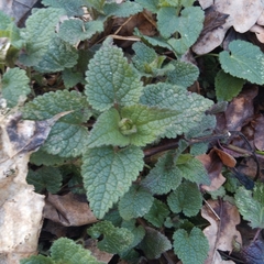 Lamium maculatum