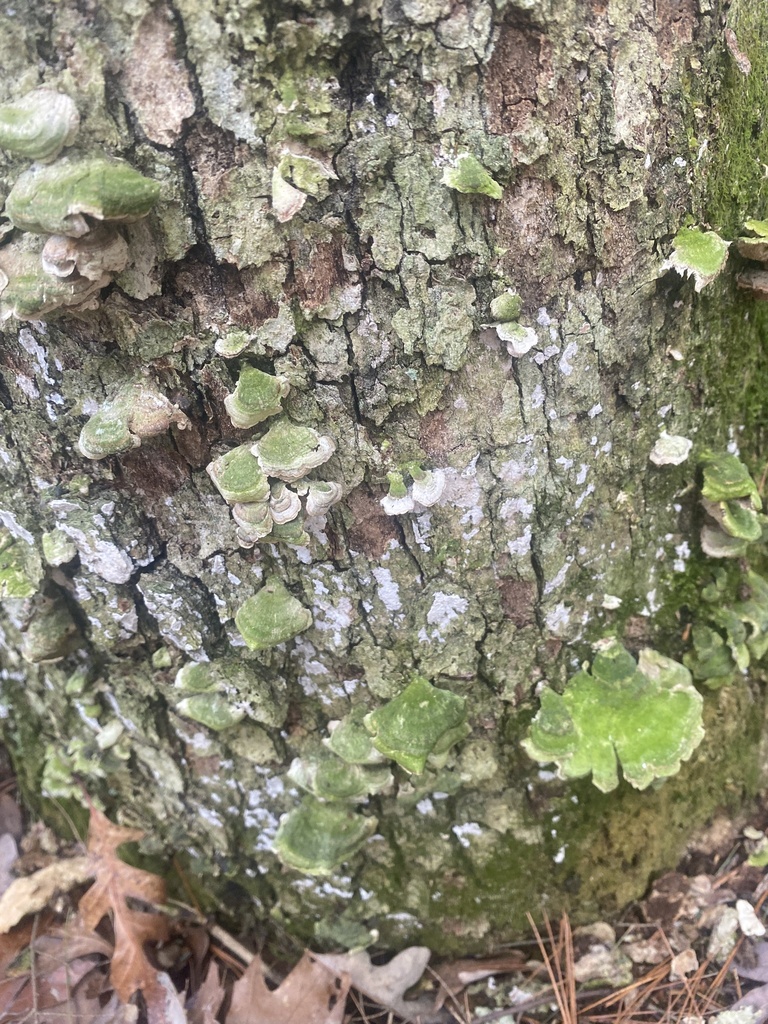 Trichaptum biforme · April 2026 · photo: © kedmunds11 (iNaturalist, cc0)