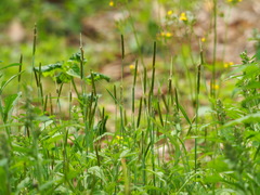Alopecurus aequalis amurensis