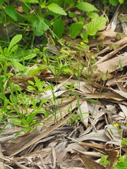 Alopecurus aequalis amurensis