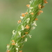 Short-awn Foxtail - Photo no rights reserved, uploaded by 葉子