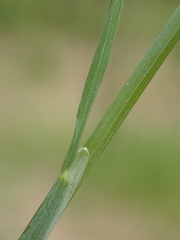 Alopecurus aequalis amurensis