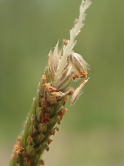 Alopecurus aequalis amurensis