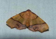 Plagodis phlogosaria