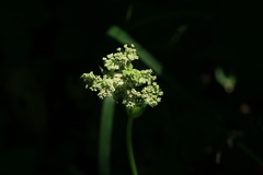 Ostericum maximowiczii