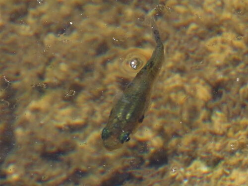 Bahama gambusia (Gambusia manni) — Poeciliidae — 4