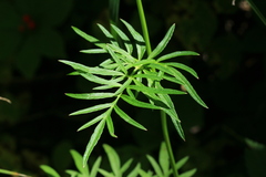 Ostericum maximowiczii