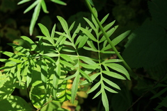 Ostericum maximowiczii