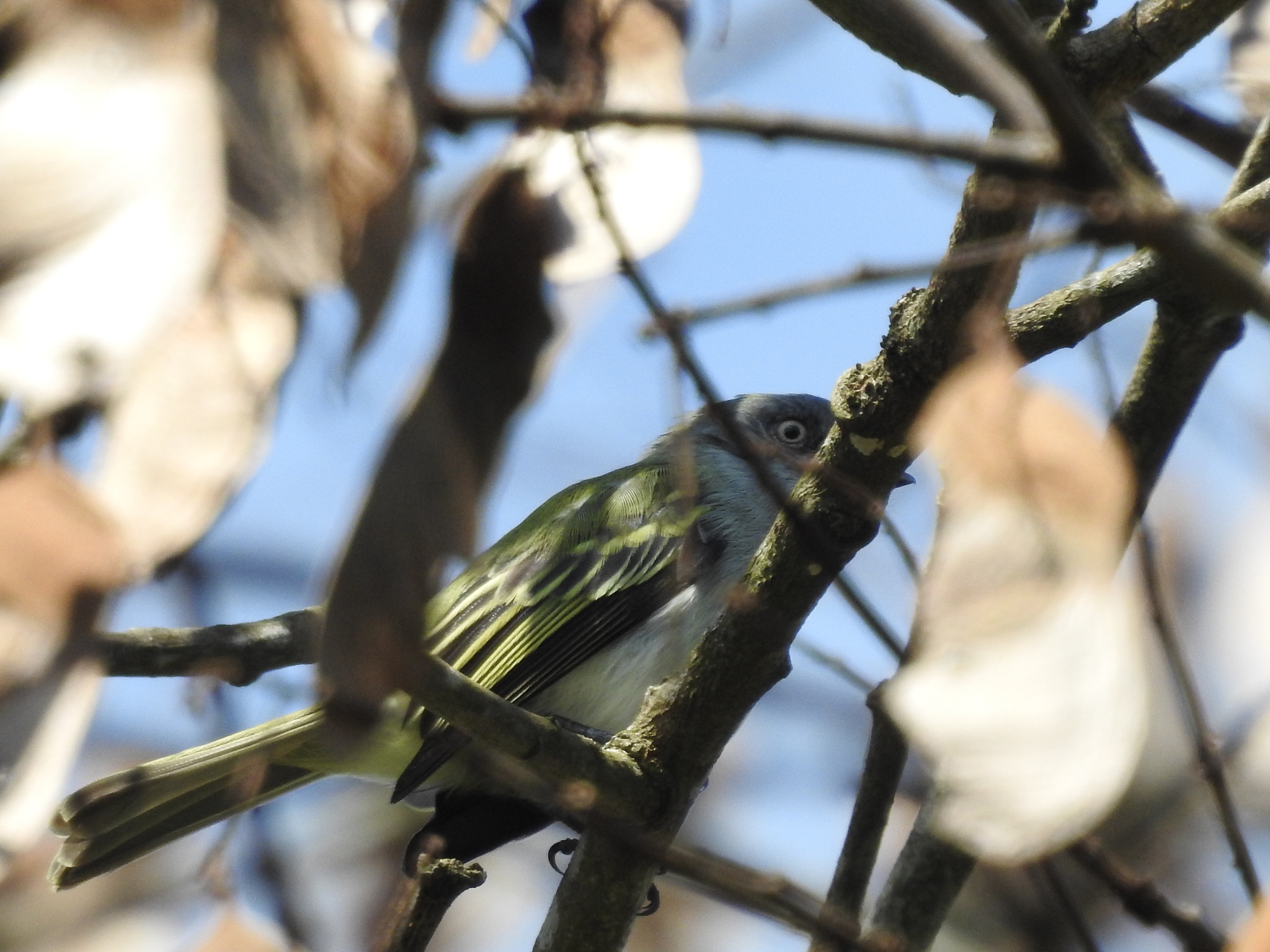 Grey-headed Elaenia (Myiopagis caniceps), photo 4