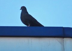 Columba livia