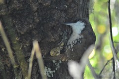 Pygarrhichas albogularis