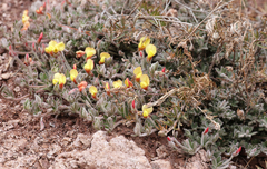 Acmispon neomexicanus