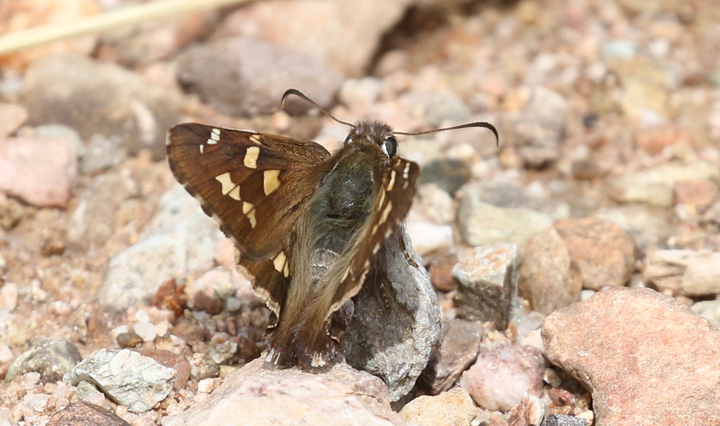 Short-tailed Skipper