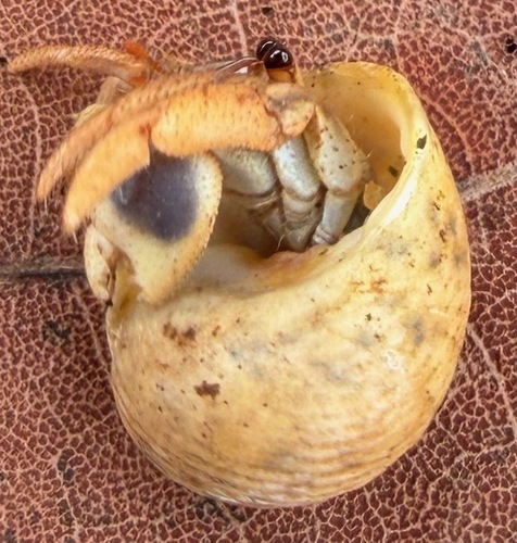 Caribbean Land Hermit Crab