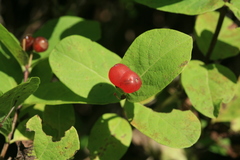 Lonicera chamissoi
