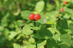 Lonicera chamissoi