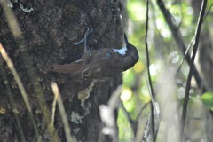 Pygarrhichas albogularis