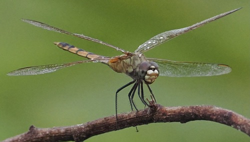 Tawny Pennant