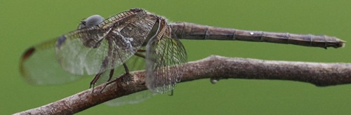Band-winged Dragonlet