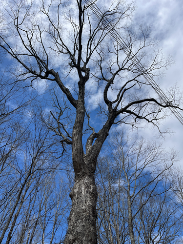 Sugar Maple (Acer saccharum)