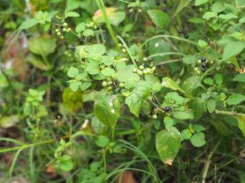 Image of Solanum scabrum by no rights reserved