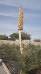 Dasylirion quadrangulatum