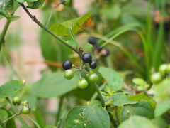 Solanum scabrum